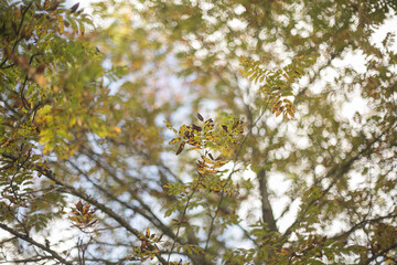 Golden rowan leaves against bokeh background