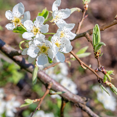 Apfelbaum in voller Blüte