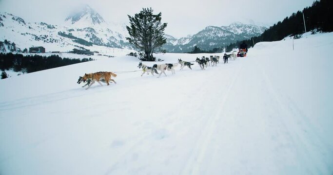 Dog sledding in snowy mountains. Husky dogs run in the snow and mountains in the background 4K