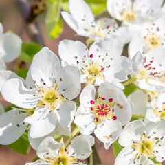 Apfelbaum in voller Blüte