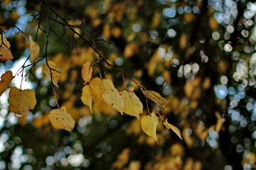 Bright yellow and green autumn leaves close up against bokeh background