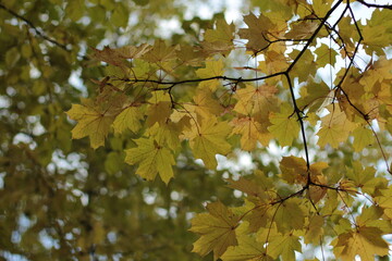 Bright yellow and green autumn leaves close up against bokeh background