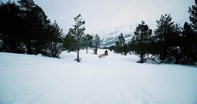 Dog sledding in snowy mountains. Husky dogs run in the snow in the middle of a forest  4K