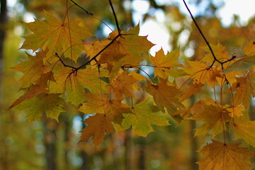 Bright yellow and green autumn leaves close up against bokeh background