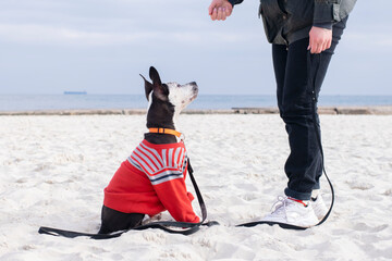 Dog obedience concept.. The dog obeys the trainer.