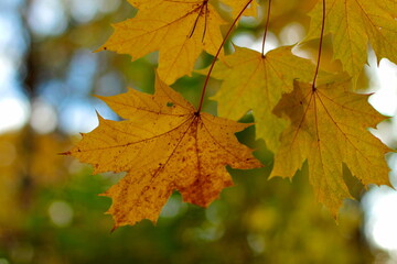 Bright yellow and green autumn leaves close up against bokeh background