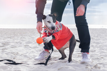 A playful Staffordshire Terrier puppy plays with the owner on the sand. Selective focus on the eyes.