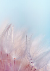 Macro photo of dandelion seeds in blue tone. Soft focus. Abstract background with copy space. Vertical photo