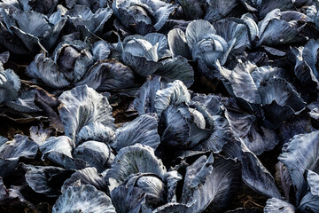 Red cabbages growing in Biesbosch in The Netherlands. 