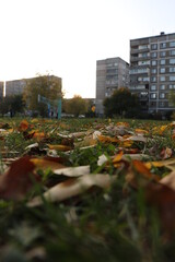 Fototapeta premium золотой ковёр 
