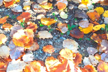 yellow oak leaves falling in autumn