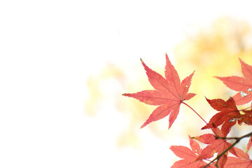 もみじ 紅葉 秋 白背景