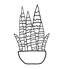 Houseplants in pots. Decoration for the interior of the house, apartment. Plants with leaves in flowerpots. Doodle style vector. Freehand drawing. Succulents.