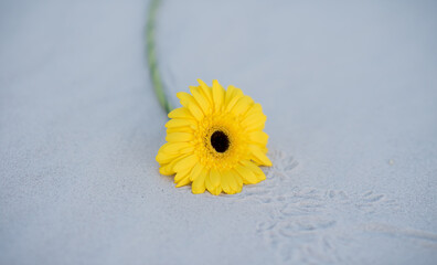 Fototapeta na wymiar Yellow gerbera flower. The flower lies on the sand. Gerbera on the sand