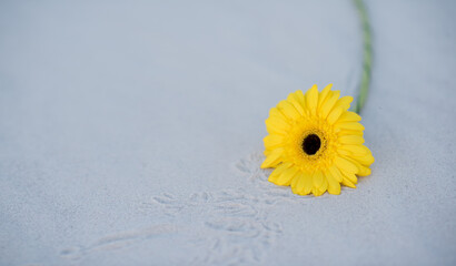 Fototapeta na wymiar yellow daisy flower. Yellow gerbera flower. The flower lies on the sand. Gerbera on the sand