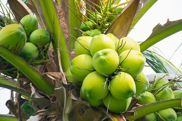 coconut, tropical fruit on tree