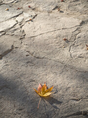 leaf on the ground