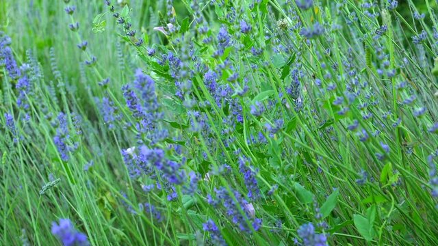 campo di fiori di lavanda. Ripresa al rallentatore