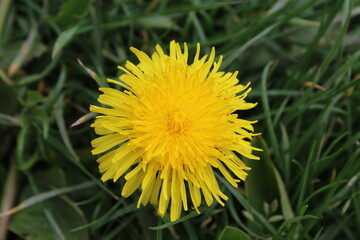 Dandelion in the grass Photo