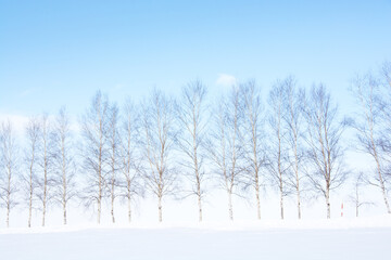 冬のシラカバ並木と青空
