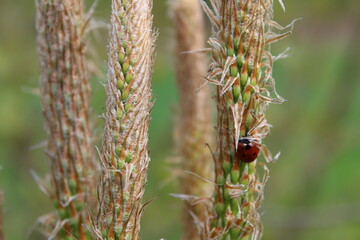 Ladybird on the grass