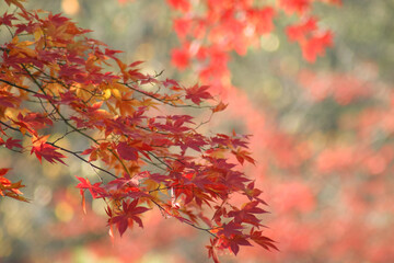 red autumn leaves