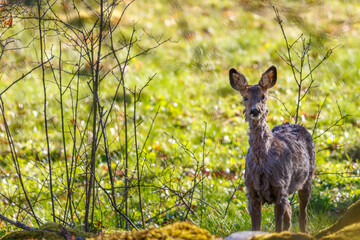 Roe Deer looking at the camera