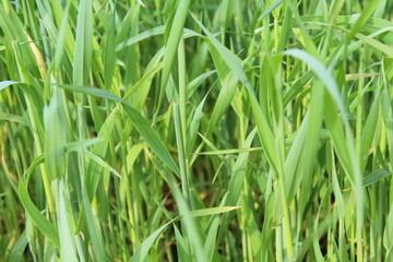 Green grass background Photo