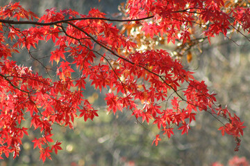red maple tree