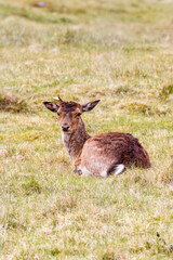 Fallow deer lying down in the grass