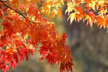 autumn leaves in the sun