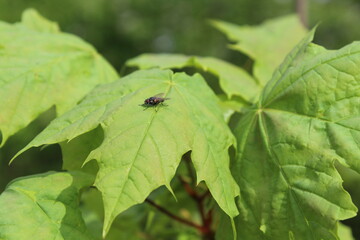 Bug on leaf Photo
