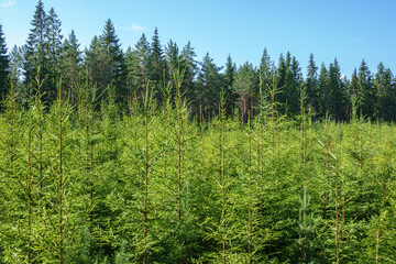 Spruce plantation in a forest