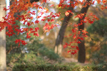 red autumn leaves