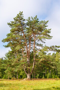 Old big pine tree in a meadow at the forest edge