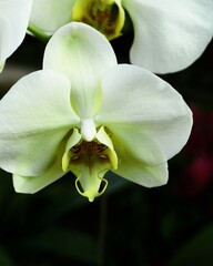 photo of artistic white orchid in the garden