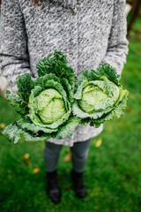Woman holding fresh Savoy cabbage