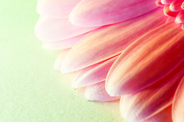 Fototapeta premium Soft pink gerbera flower close up. Pink Gerber macro view. Could be used as colorful background for any design or wallpaper.