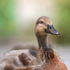 Fototapeta premium Close up of duckling mixed breed mallard Indian runner duck