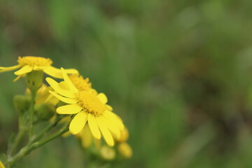 Yellow flower in the garden photo