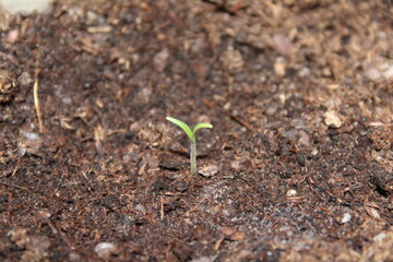 Green sprout photo