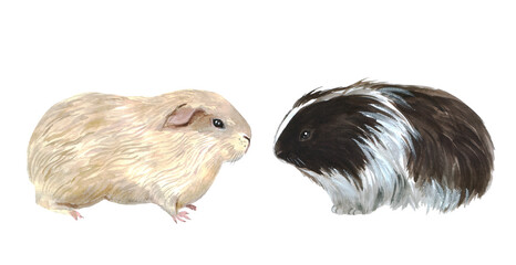 Cute watercolor guinea pigs on a white background. Furry Farm Animals. Illustrations for your design