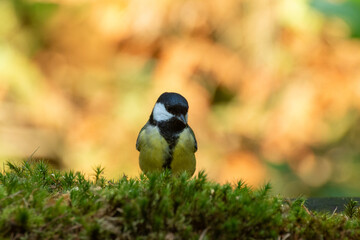 Bird great tit