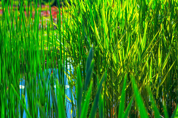 Fresh background of green reed in the sunlight