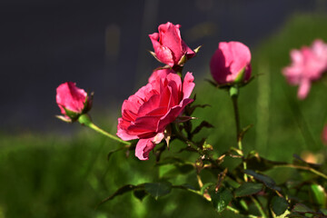 Beautiful pink rose, with green leaves, in a green garden	
