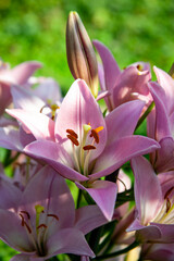 Fototapeta premium Beautiful flowers of pink lily close-up, side view.
