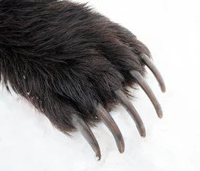 Foto op Plexiglas Claws on the front paw of a brown bear or grizzly against a background of snow. © okyela