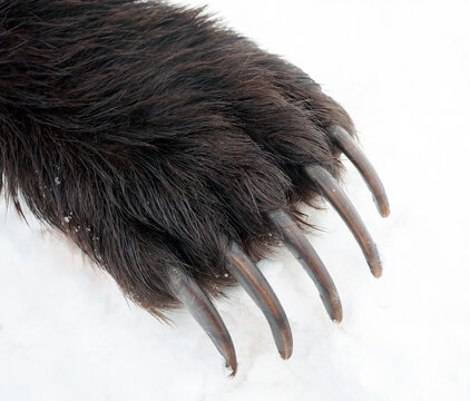 Claws on the front paw of a brown bear or grizzly against a background of snow.
