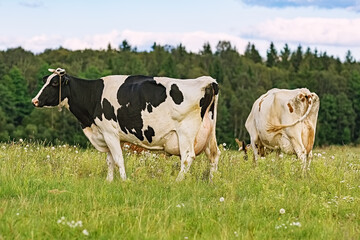 Cow on the pasture