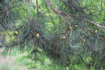 Pine needles photo